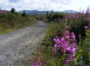 003 23 July 2014 Rose Bay Willow Herb Matterdale Forest