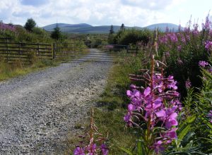 003 23 July 2014 Rose Bay Willow Herb Matterdale Forest