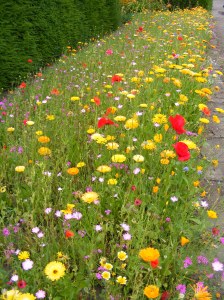 022 26 July 2014 Walled Garden Culzean Castle 1