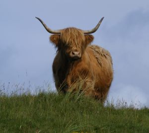 094 1 August 2014 Highland Cattle 5
