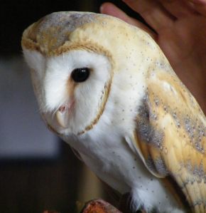 172 8 August 2014 Ossian Barn Owl