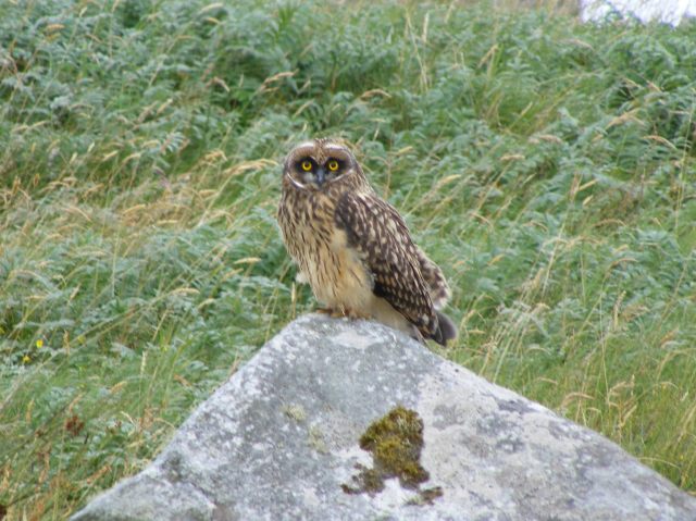 219 15 August 2014 Short eared owl Outer Hebrides