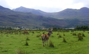 244 19 August 2014 Deer