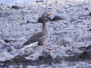 257 Graylag Goose Derwent Water 15 May 2016