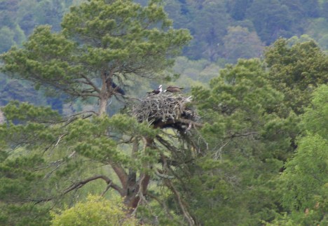271 Ospreys on the nest Osprey Haven, Dunkeld 17 May 2016