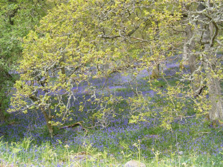 279 Bluebells, Dunkeld 17 May 2016.JPG