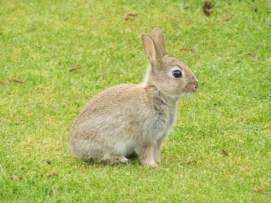 363 Rabbit Huntly Castle Caravan Park 24 May 2016