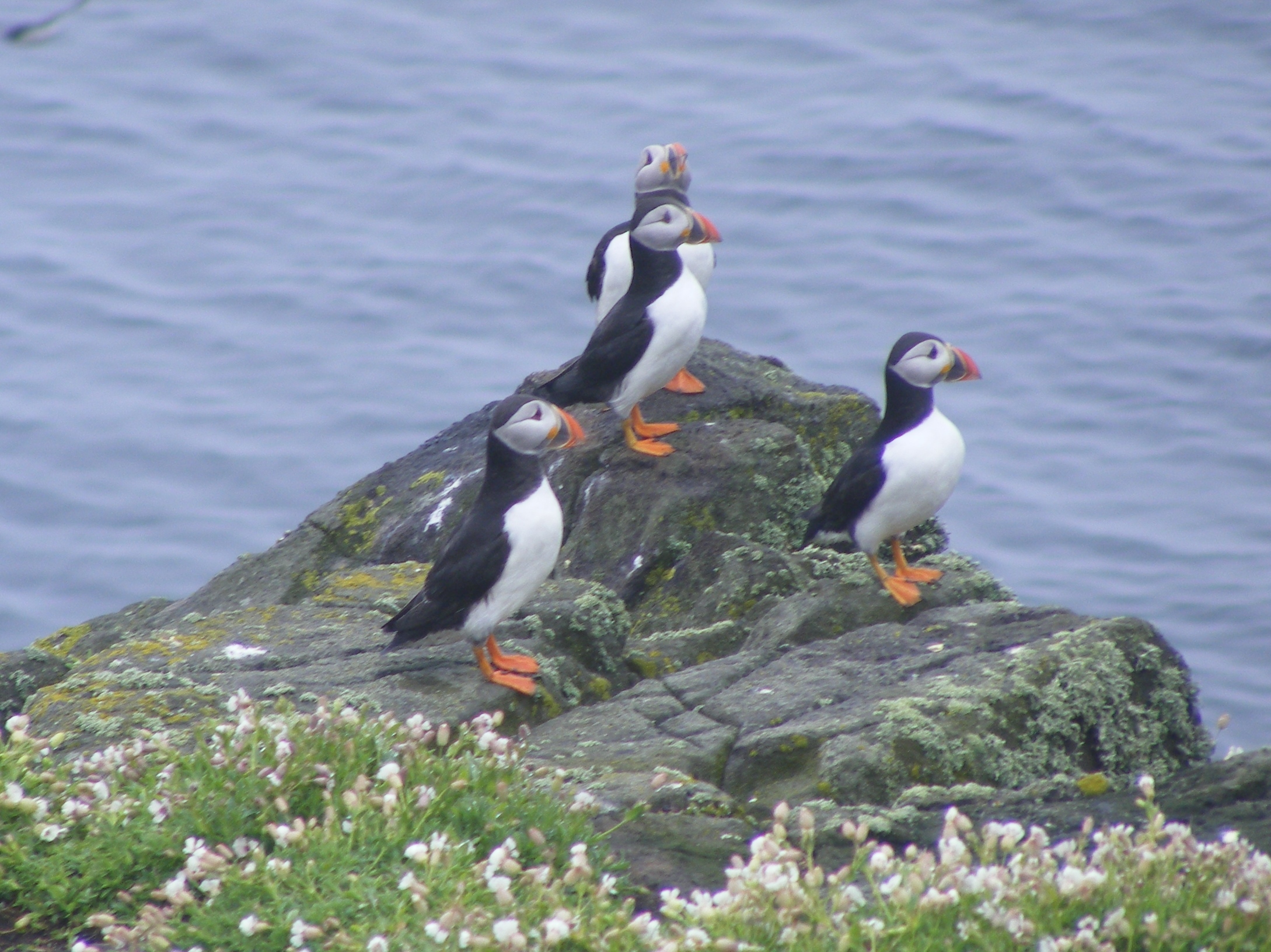 386a Puffins Isle of May 27 May 2016