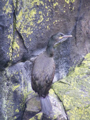 394 Shag Isle of May 27 May 2016