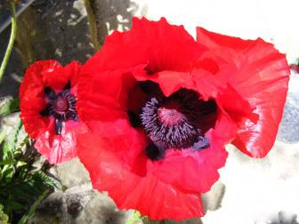 Poppies