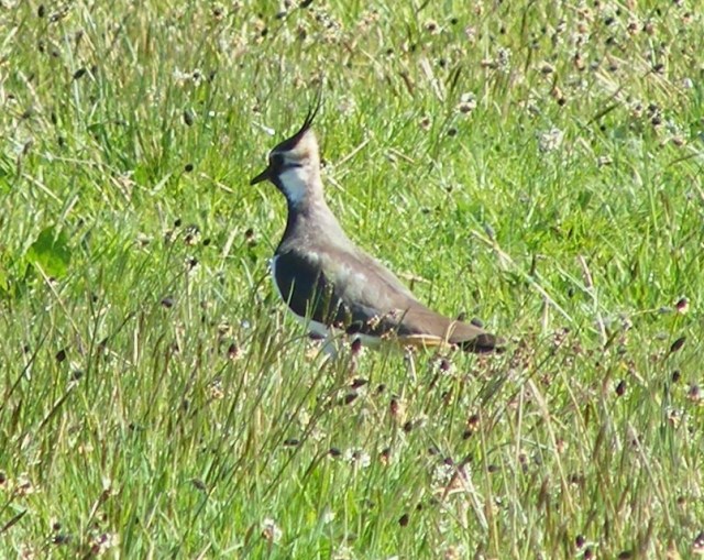 036 17 May 2019 Lapwing at Loch Levan (1)