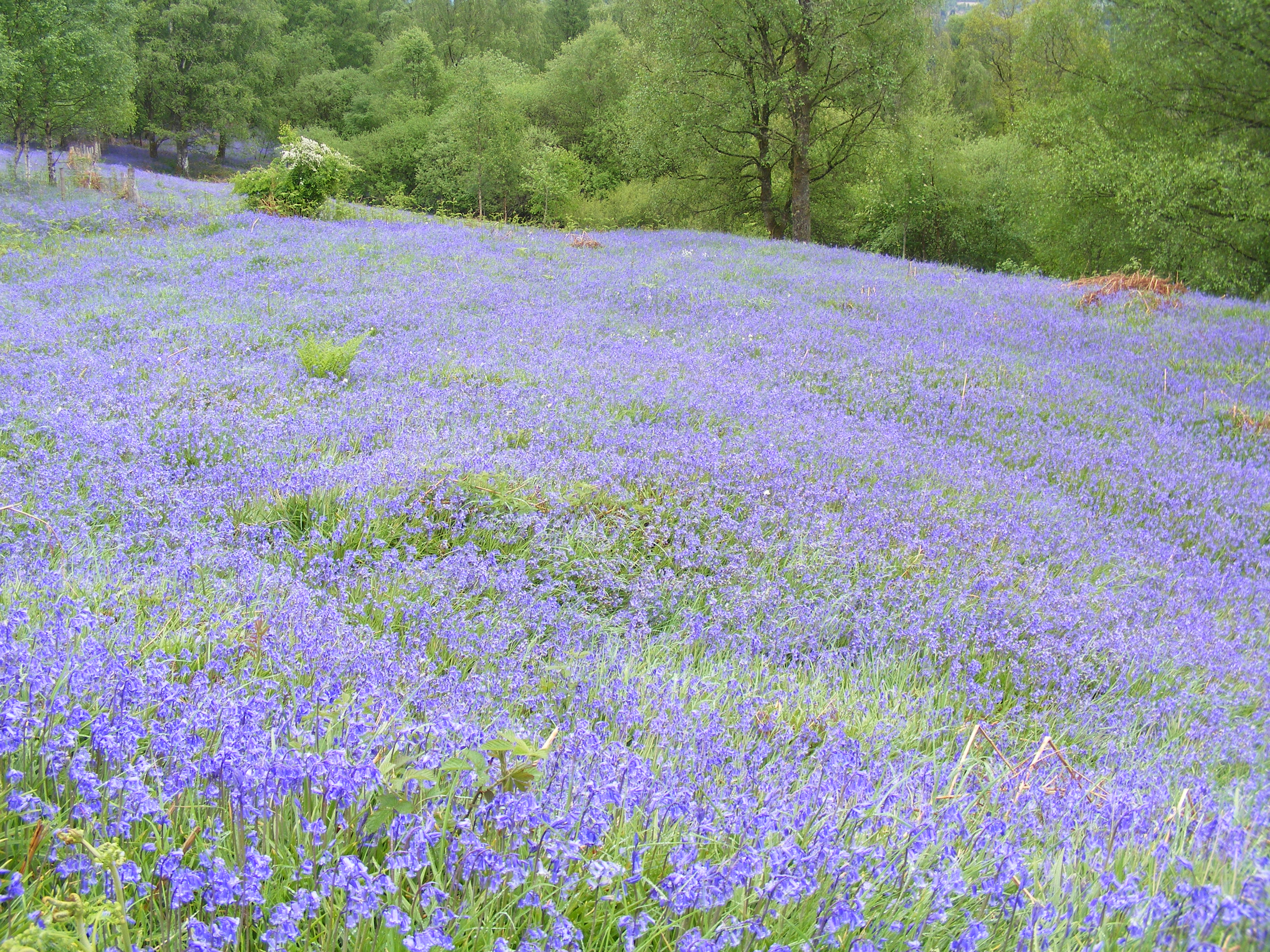 040 19 May 2019 Bluebells Trossach National Park