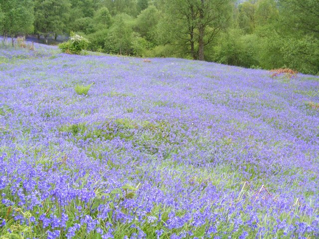 040 19 May 2019 Bluebells Trossach National Park