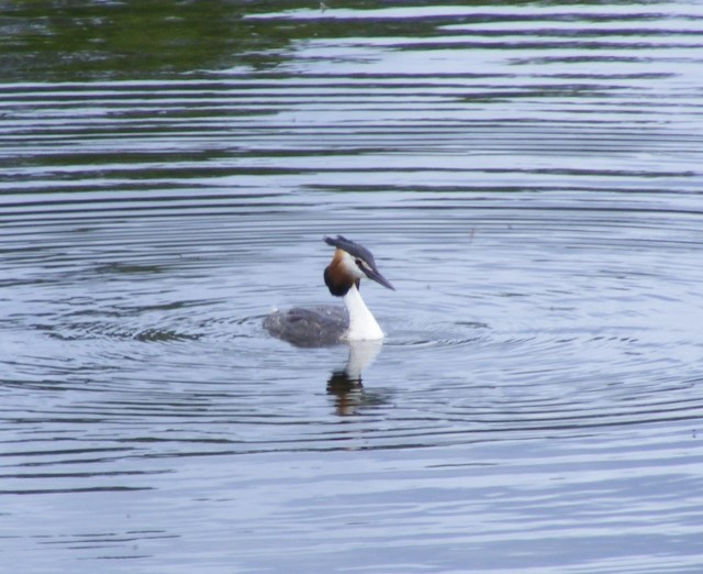 049 20 May 2019 Great Crested Grebe Loch of the Lowes