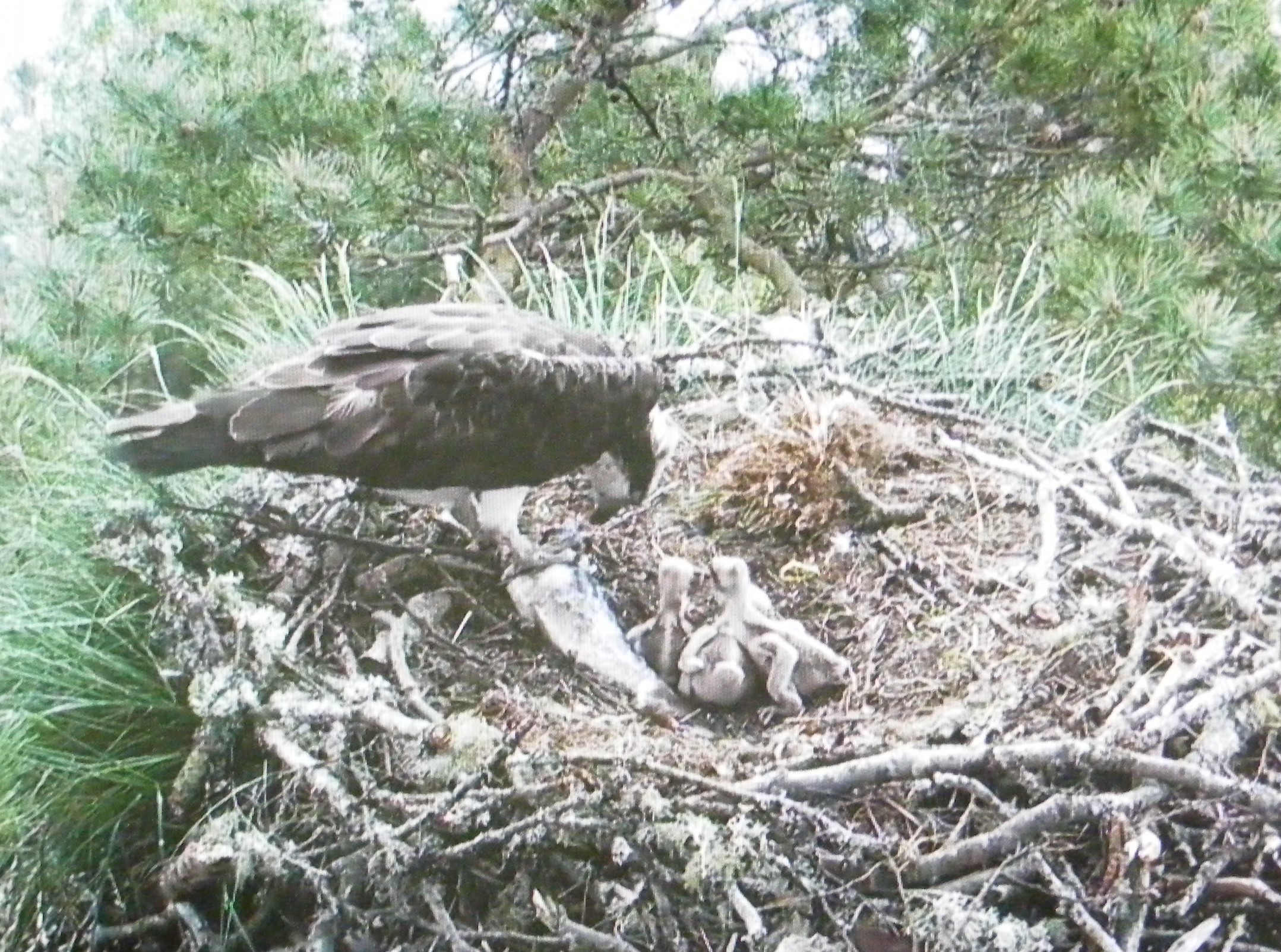 053 20 May 2019 Osprey nest Loch of the Lowes
