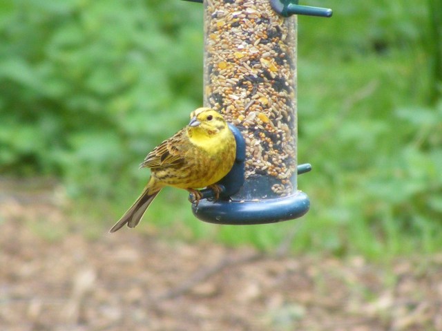 063 20 May 2019 Yellowhammer Loch of the Lowes