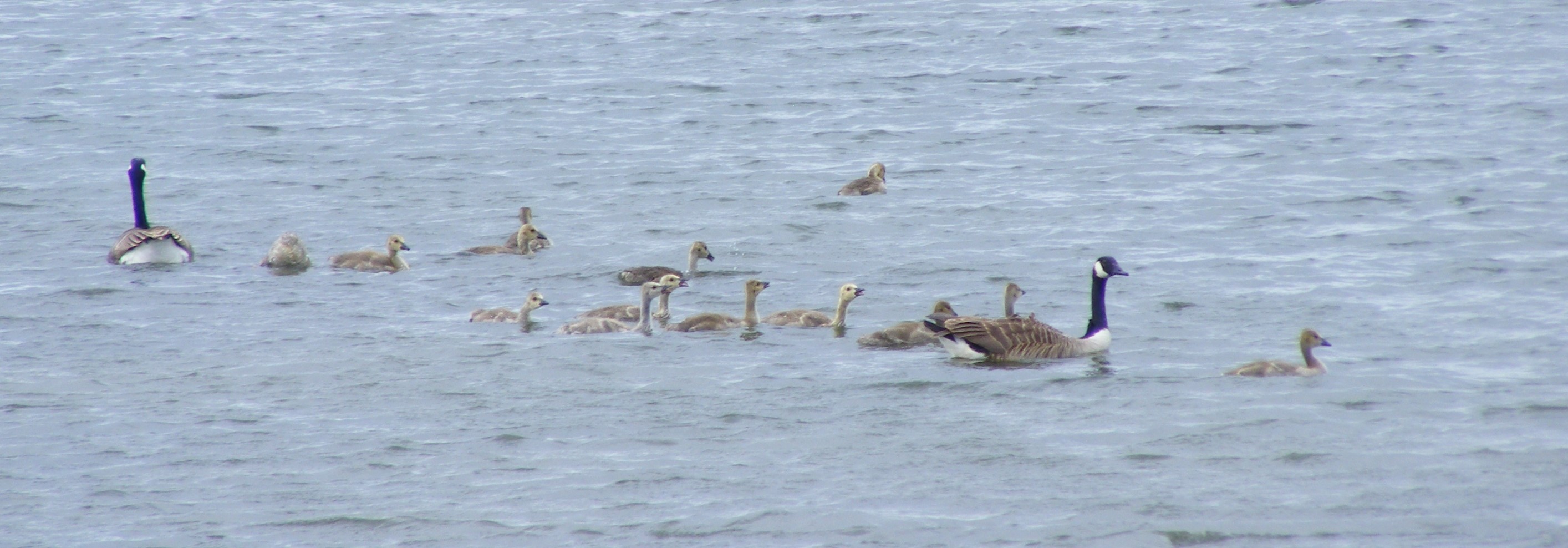 132 26 May 2019 Hauxley Nature reserve Canada geese and goslings