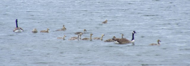 132 26 May 2019 Hauxley Nature reserve Canada geese and goslings
